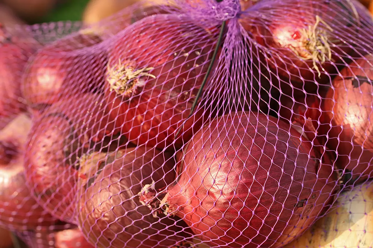 Жамбылская область Казахстана ожидает рекордный урожай лука.