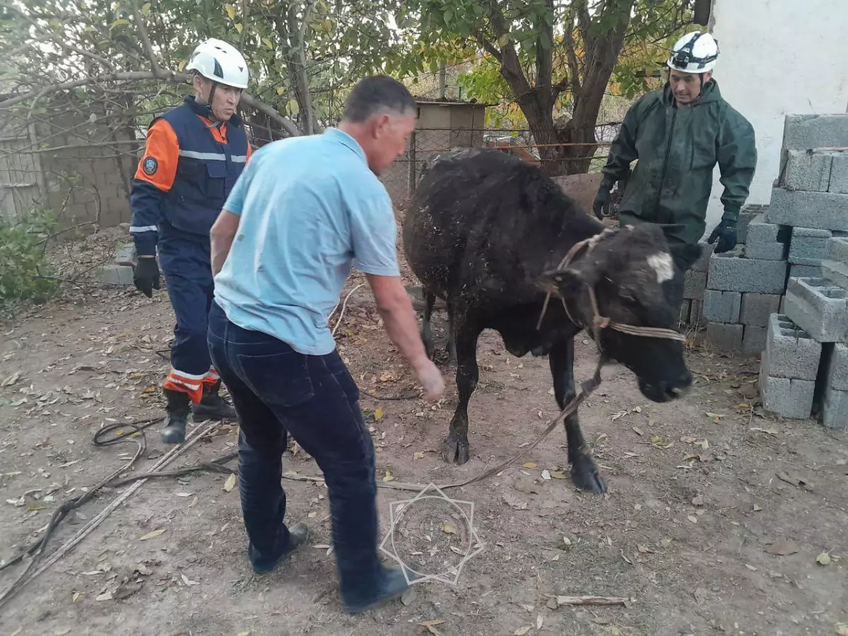 Корова провалилась в трехметровый септик в Шымкенте (ВИДЕО)