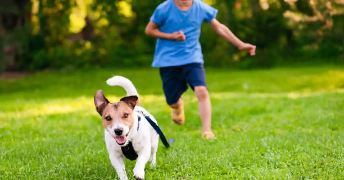  Ғалымдар ит асыраудың балаларға әсерін анықтады 