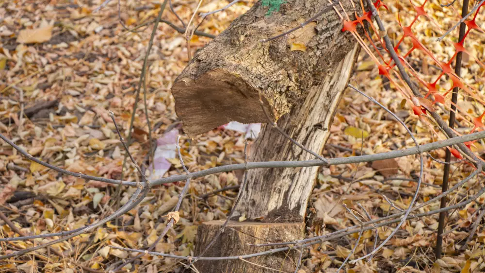 Благоустройство обернулось скандалом: что происходит в алматинской роще Баума сейчас