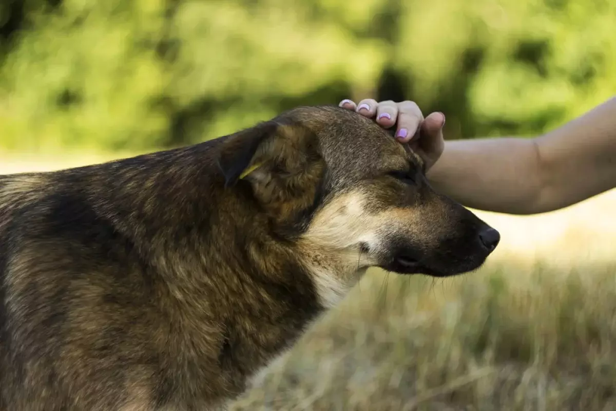 Почти как люди: влияют ли на собак магнитные бури