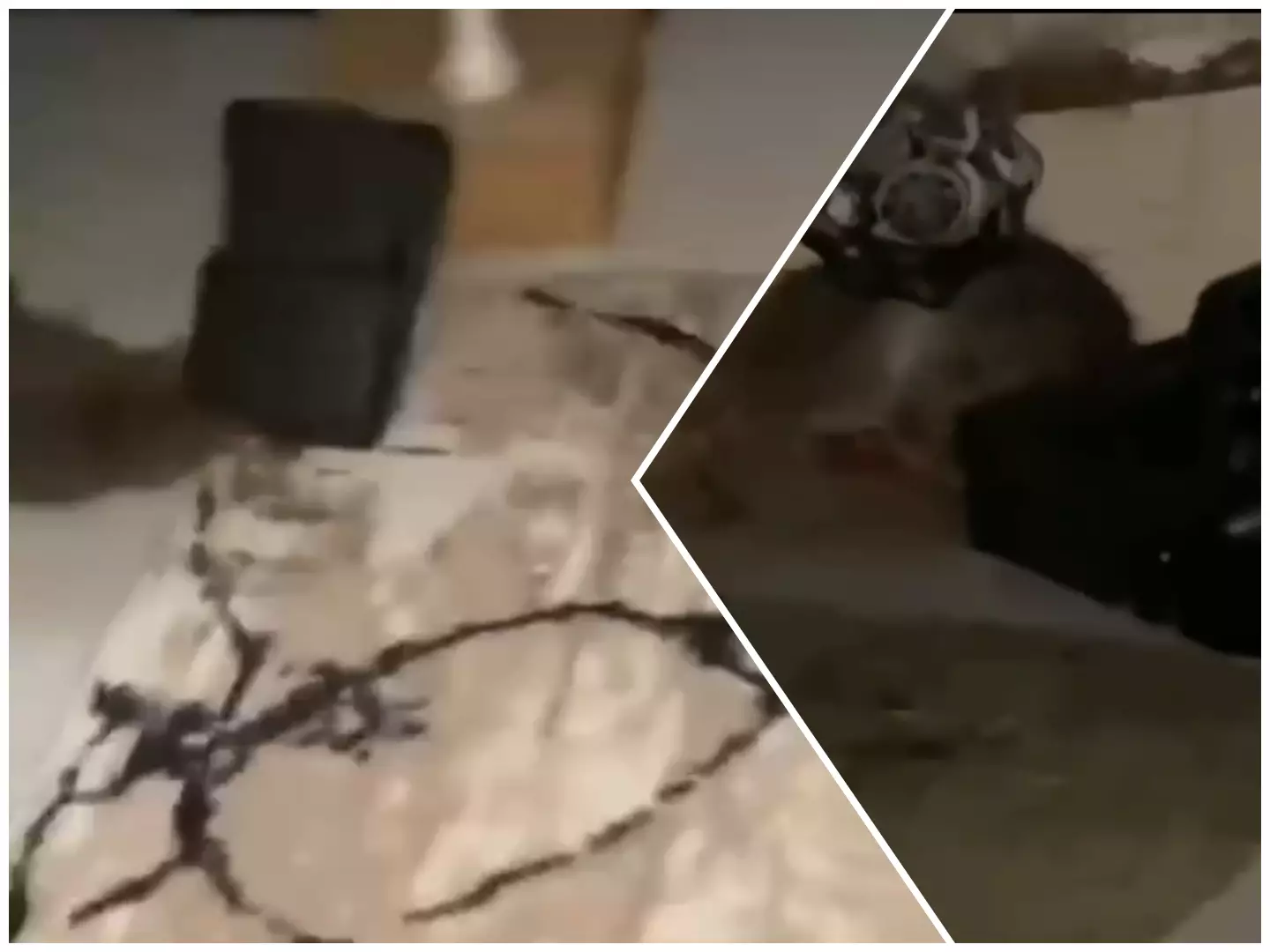 Атырауда қаңғыған тышқандар тұрғындарды қорқытып отыр: биліктен шұғыл шара талап етілуде