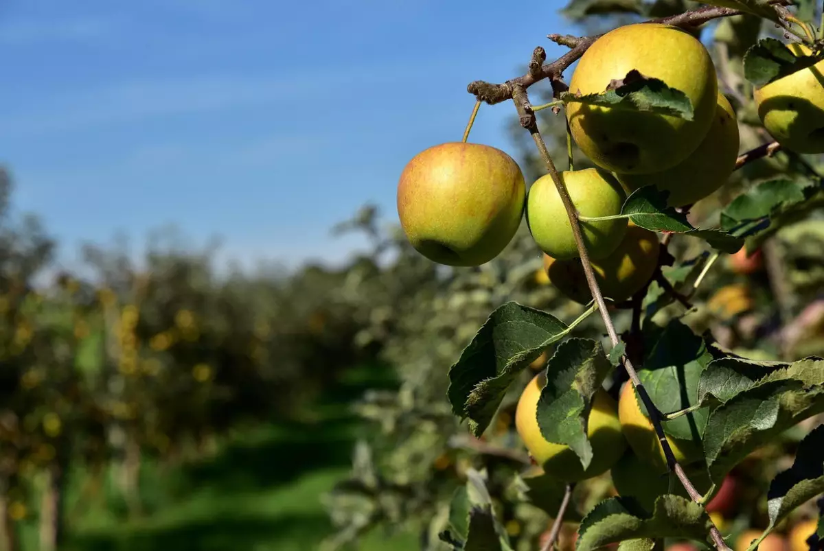 "Яблоневый" скандал: в Шымкенте разоблачили схему фиктивных садов на миллиарды тенге