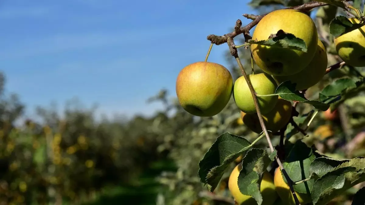 "Алма бақтары" дауы: Шымкентте мемлекетке 430 млн теңге залал келтірген экс-шенеунік қамалды