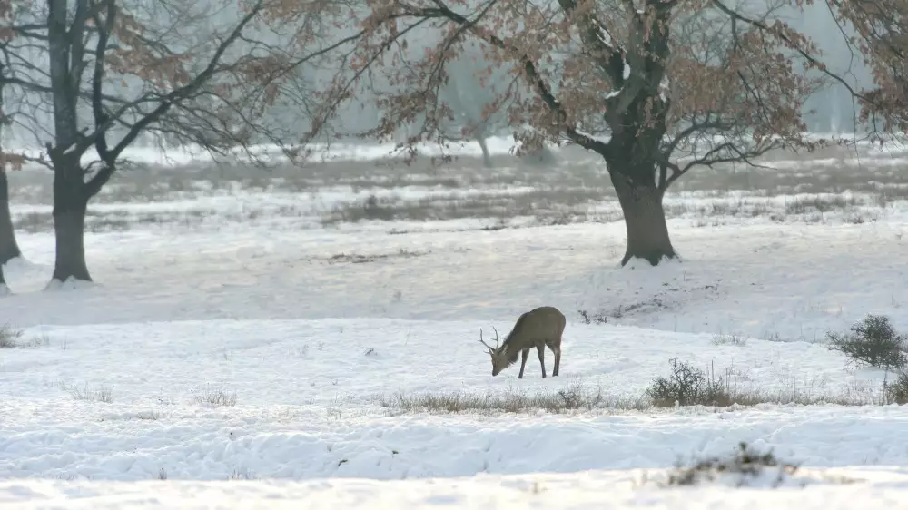 Қазақстандықтарға қар жауып, боран соғатыны ескертілді