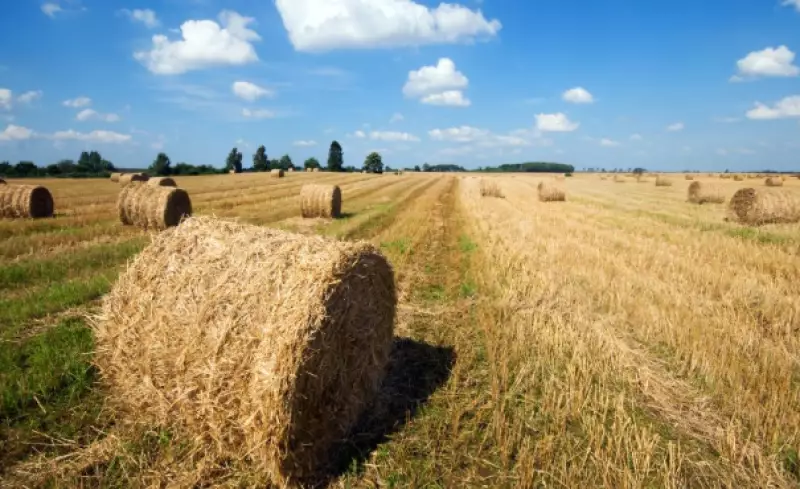 В Казахстане заготовлено 38 млн тонн кормов перед зимой