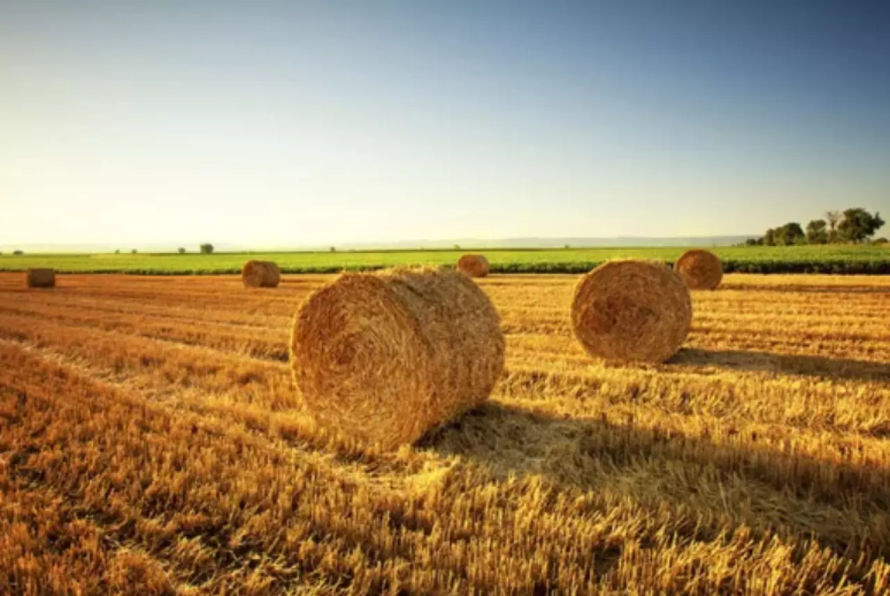 38 млн тонн кормов заготовлено в Казахстане