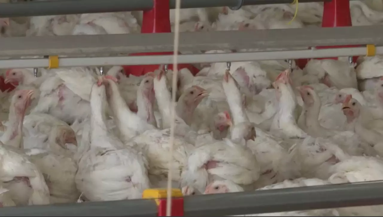 Как развивается птицеводство в Казахстане