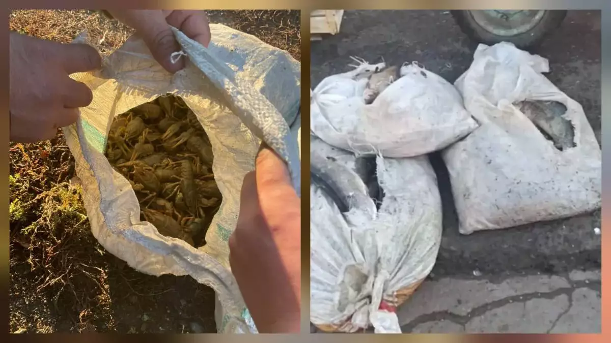 Незаконная добыча: крупный улов рыбы и раков изъят в ЗКО