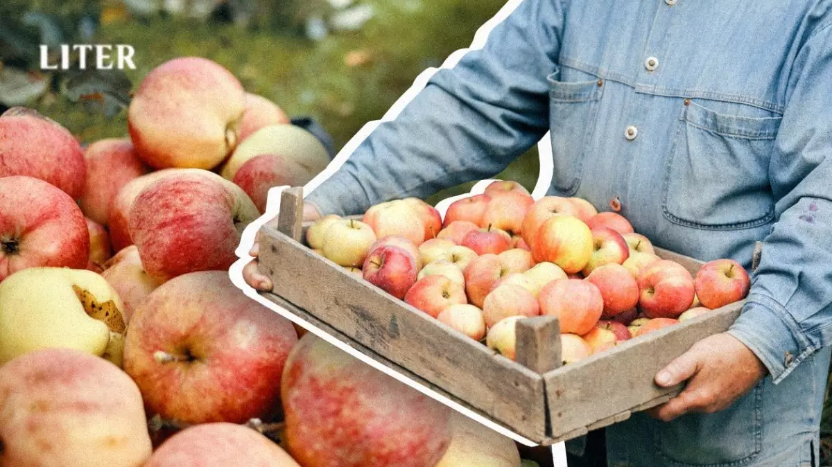 Возрождение алматинского апорта: наука, наследие и долгий путь к идеальному вкусу