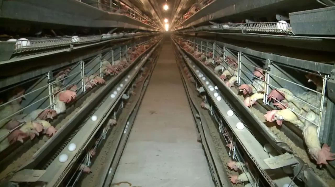 Биыл 21 мыңнан астам мал мен 2,6 млн құс сақтандырылды