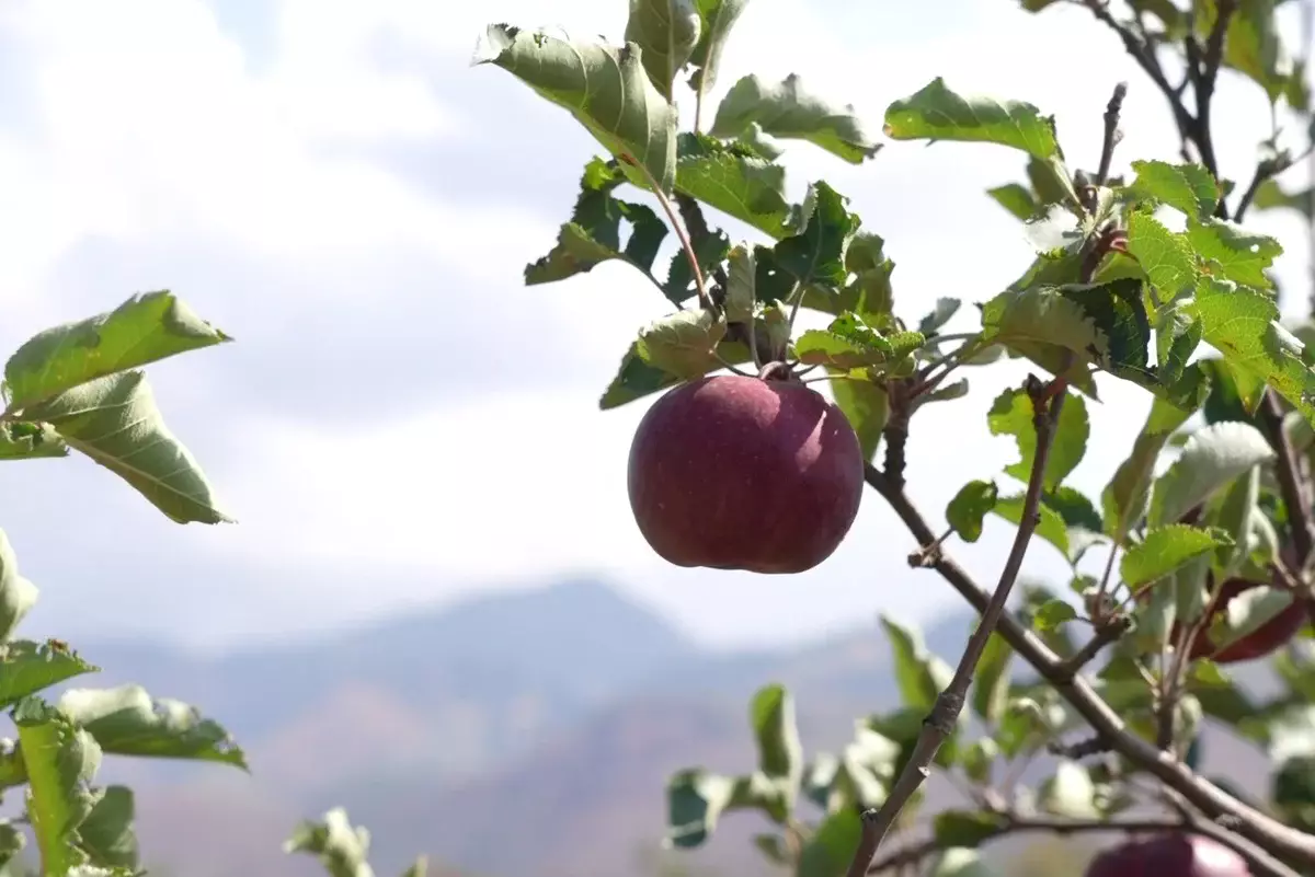 Ни яблок – ни денег: в Шымкенте расследуется крупное хищение бюджетных средств