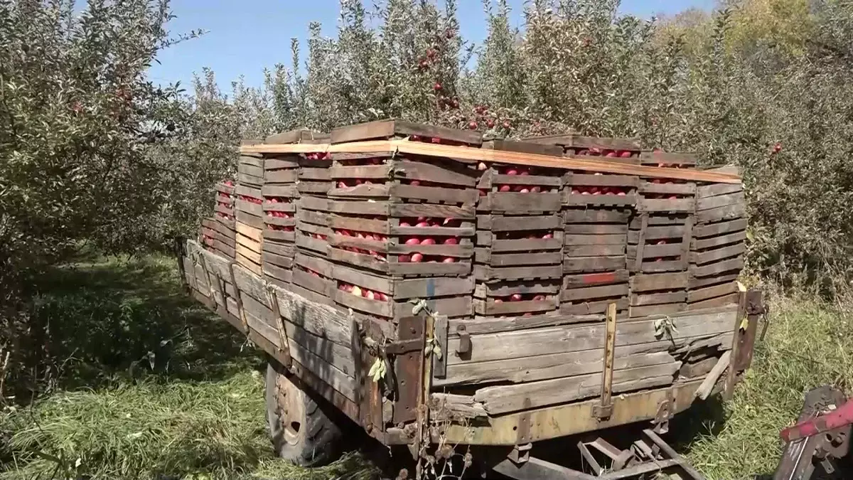 Алма баққа бөлінген миллиондарды жымқырған: экс-басшы қамауға алынды