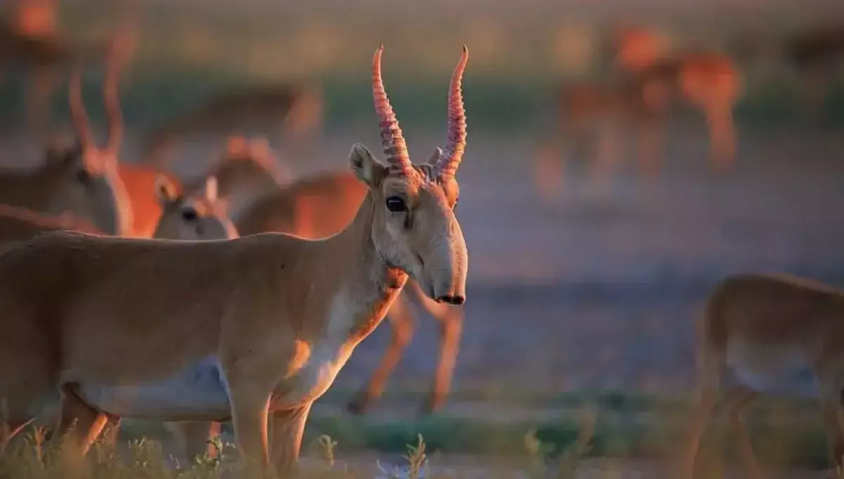 Қостанайда мал жайып жүріп, киік өлекселерінен 70 мүйіз кесіп алған адам шартты түрде сотталды