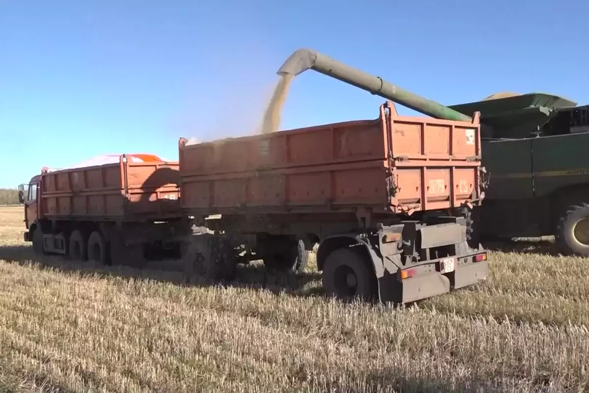 Уборочная кампания: в Казахстане заготовлено свыше 38 миллионов тонн кормов