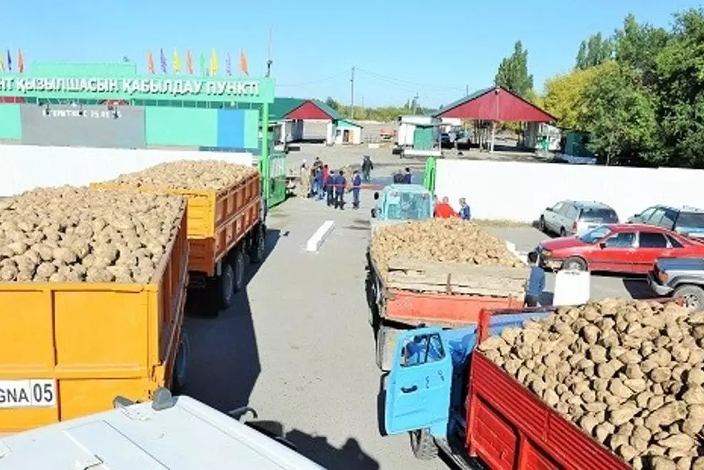 Свекольный сезон в разгаре: заводы принимают урожай без перерыва