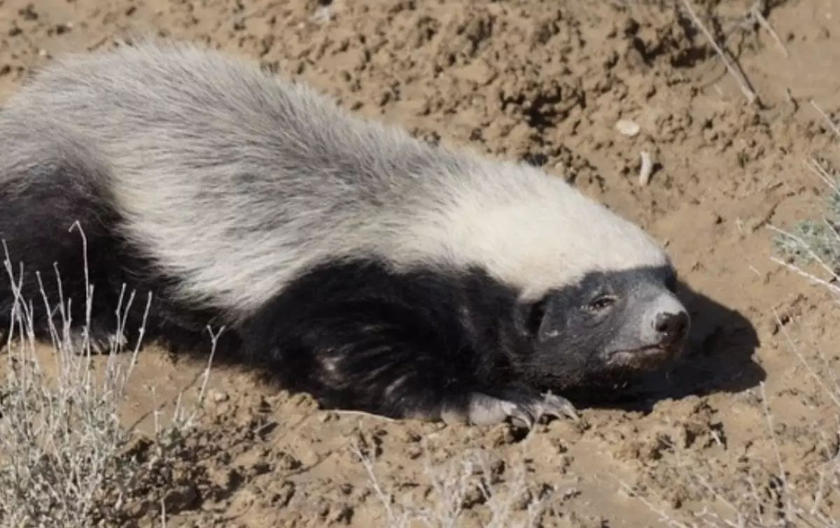 Үстірт қорығында сирек кездесетін итаю видеоға түсіп қалды