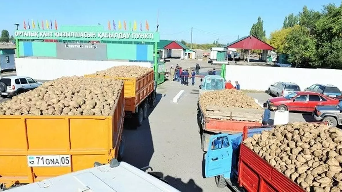 Қазақстандық зауыттар қант қызылшасын қабылдауды бастады