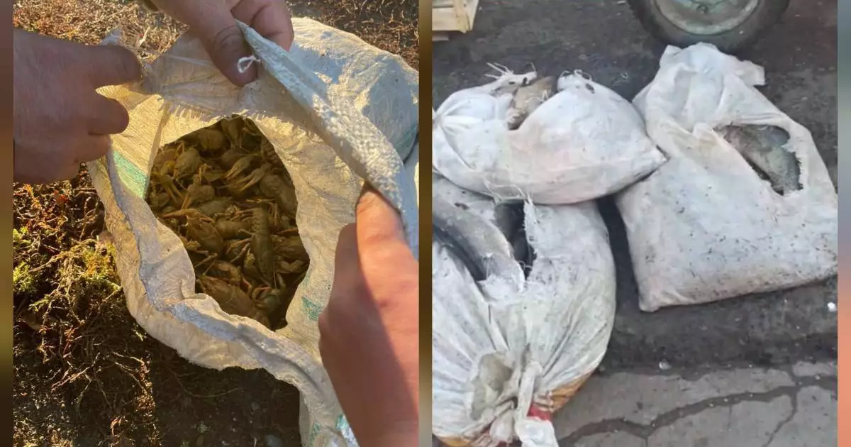  Батыс Қазақстанда 10 қап шаян аулаған азамат ұсталды 