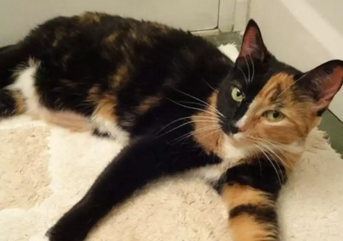 Рыжие приносят деньги, черные — защищают: тайная сила кошачьих окрасов - новости на Lada.kz 31.10.2025