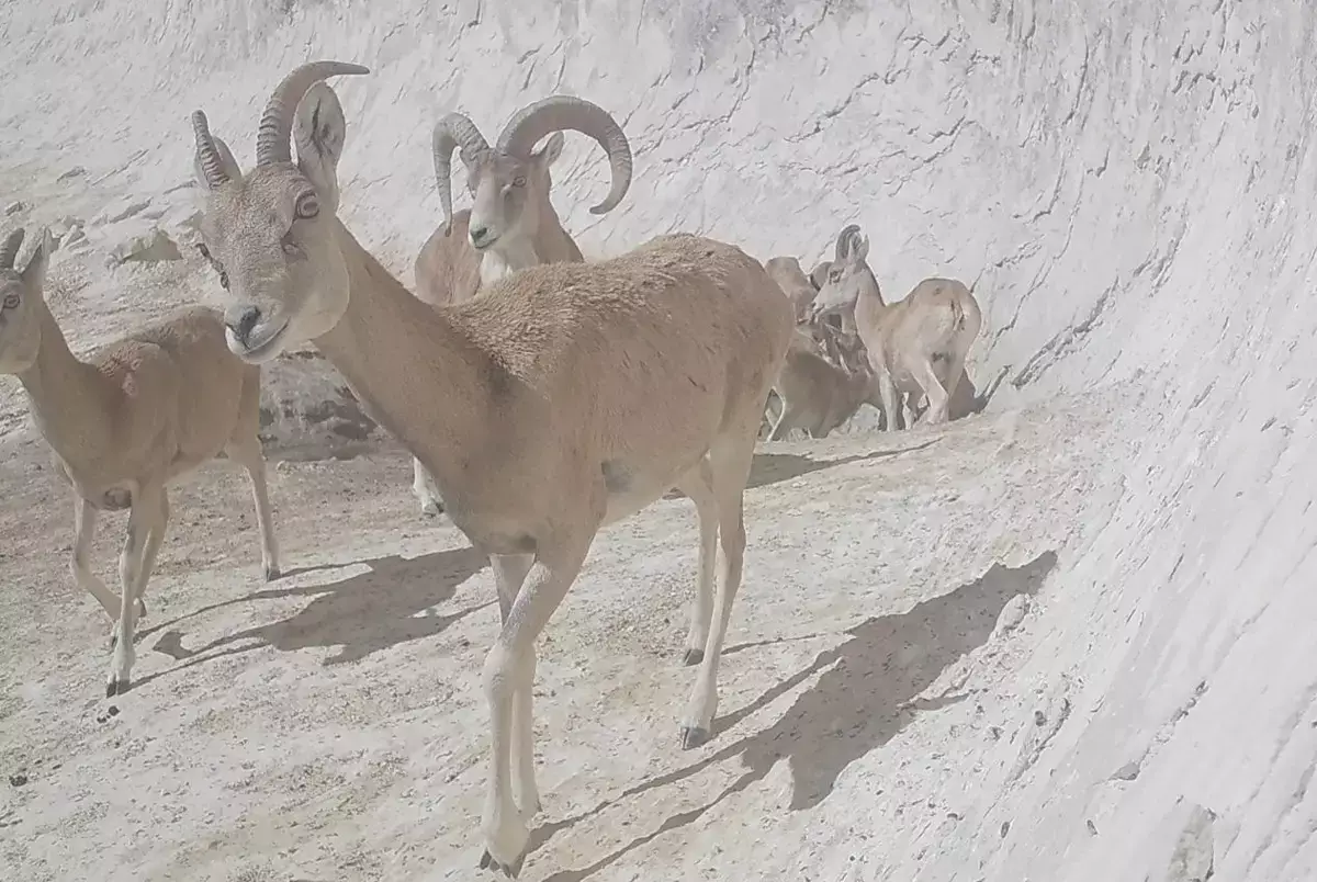 Джейранов и архаров стало больше в Мангистау – с чем это связано? - новости на Lada.kz 31.10.2025