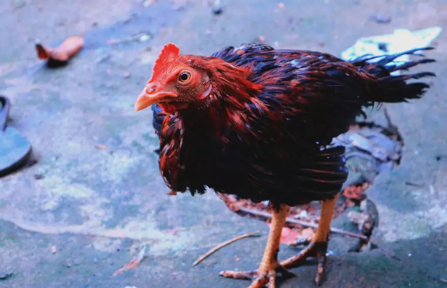 Карантин из-за падежа птицы не будут вводить в Павлодарской области