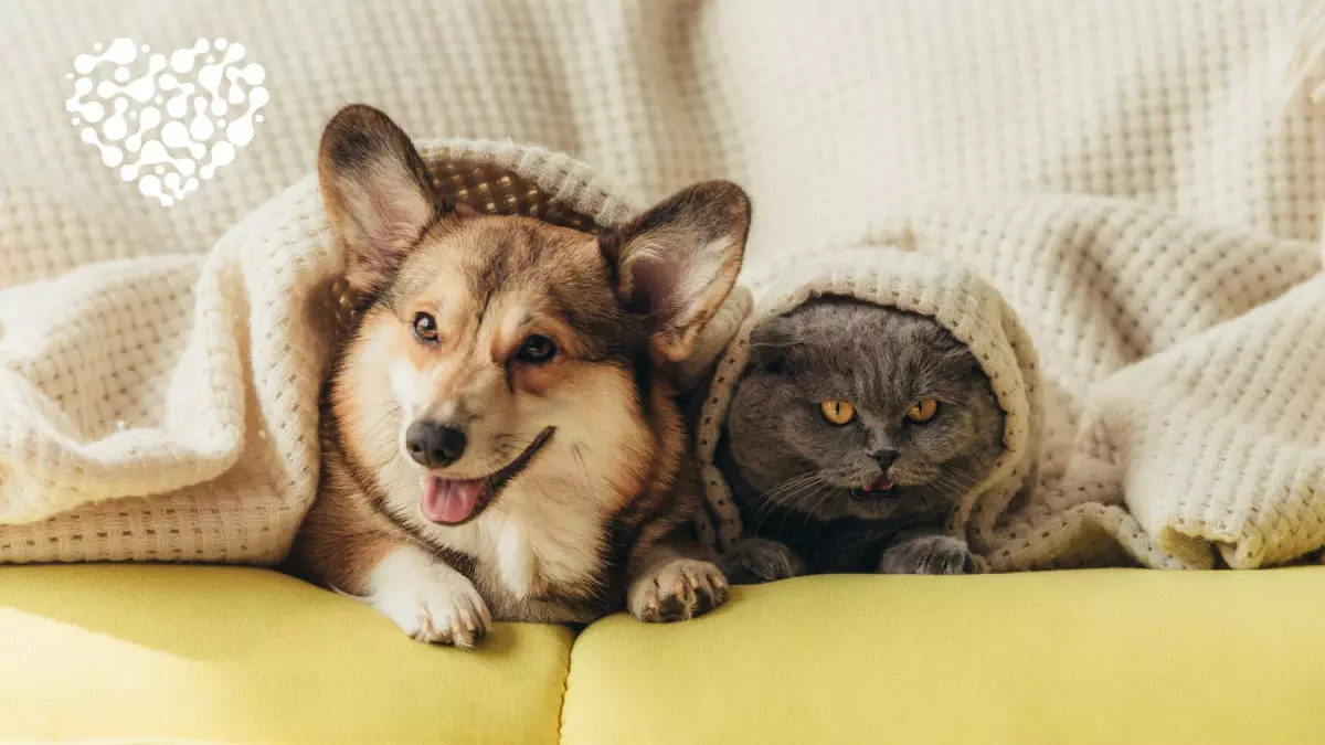 Үйде үй жануарын асыраған қаншалықты дұрыс