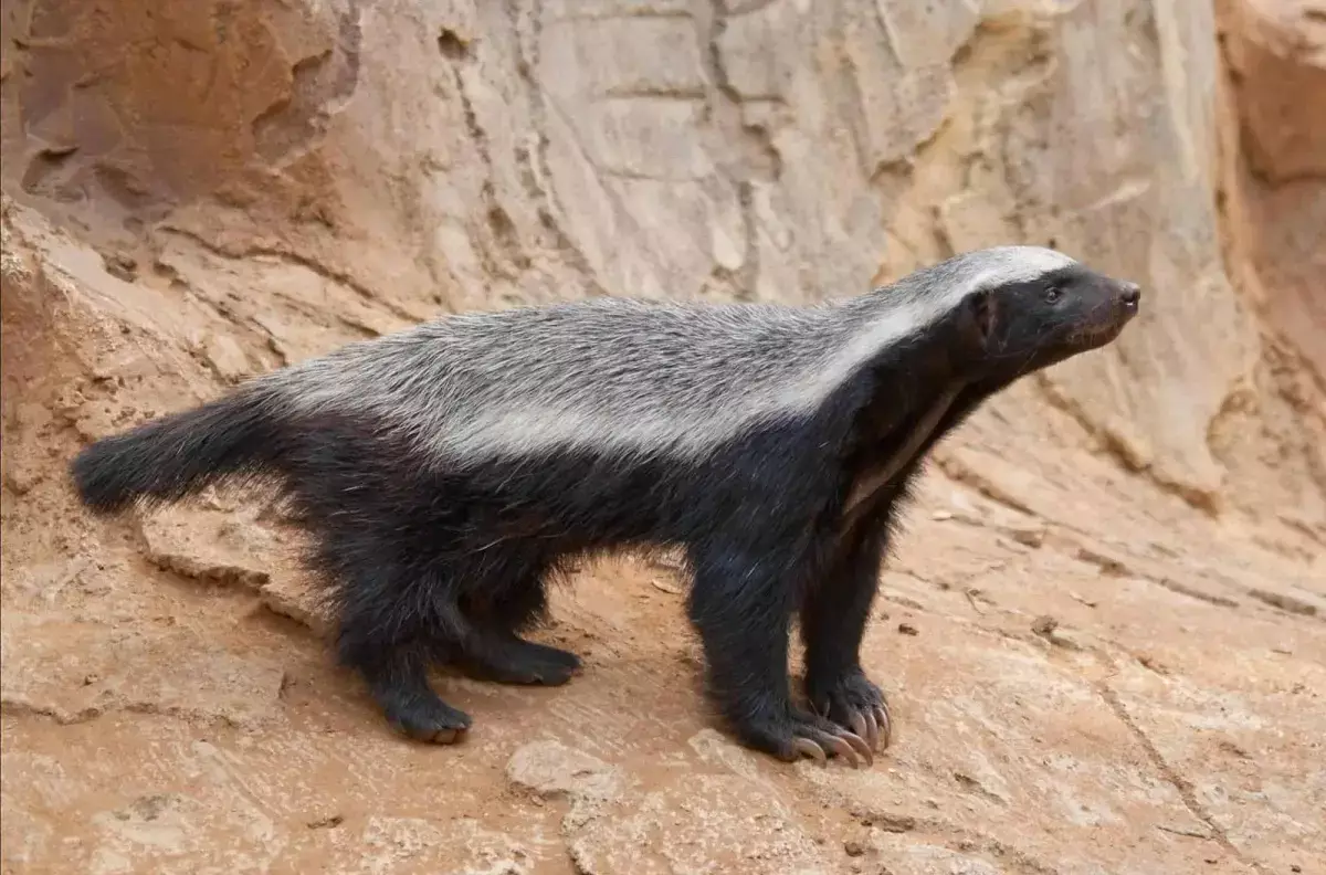 Хищник из Книги рекордов Гиннесса замечен в Устюртском заповеднике (видео) - новости на Lada.kz 31.10.2025