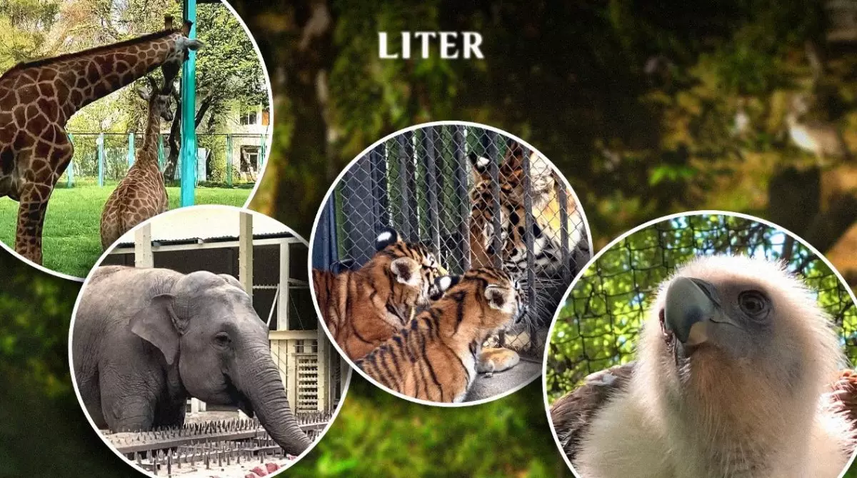 Как живут любимцы алматинцев: зоопарк, где у медведя кондиционер, а у ягуара игрушки