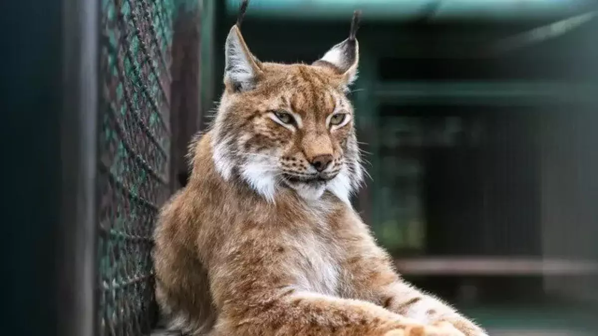 Краснокнижная рысь с детёнышем попала в объектив фотоловушки