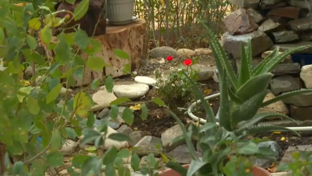 Житель Актау превратил пустырь перед домом в зелёный оазис