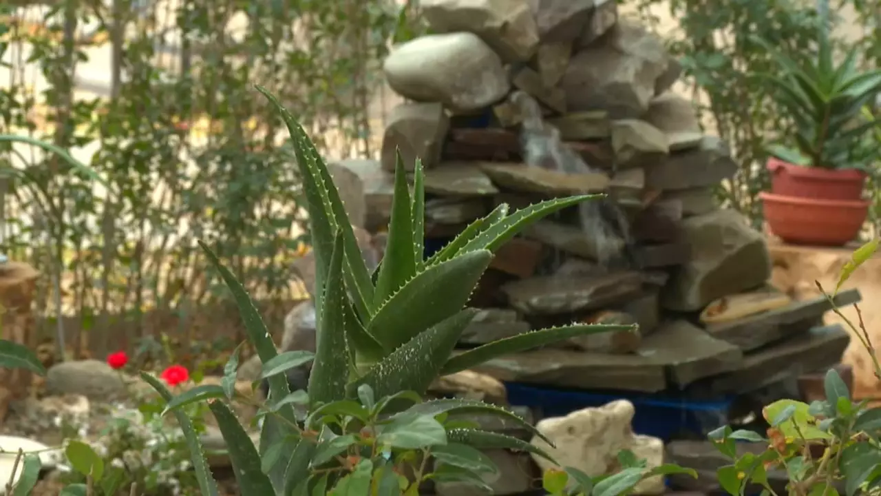 Ақтаулық азамат тұрғын үйдің ауласын гүлзар баққа айналдырды