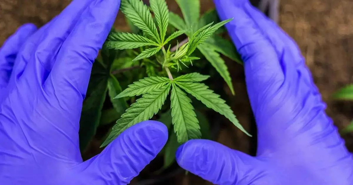  Қызылордада есірткі өсірген 47 адам ұсталды 