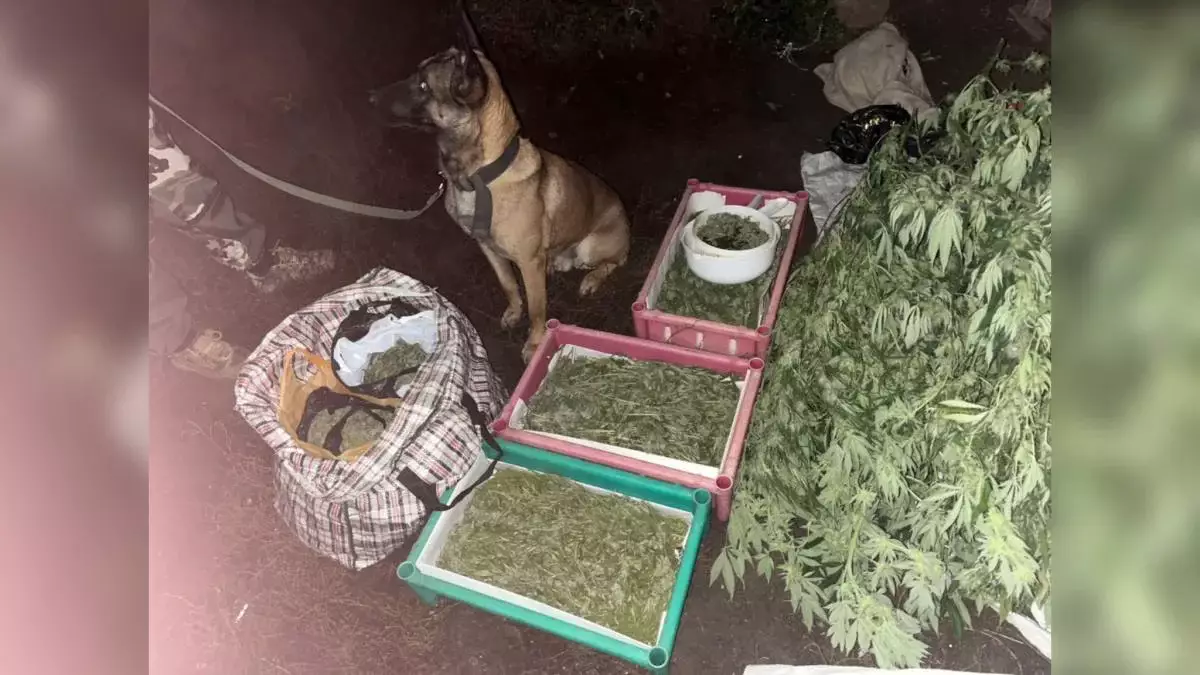 Тайник на чердаке: полиция обнаружила крупную партию наркотиков в ЗКО