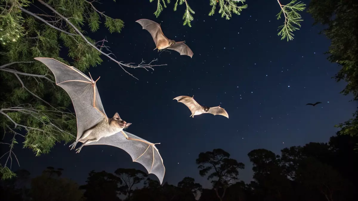 В Бразилии найден новый коронавирус у летучих мышей – угрозы для людей пока нет