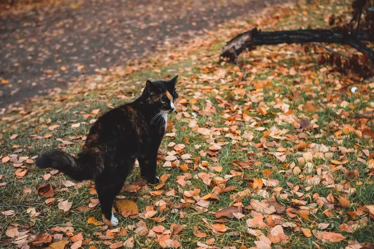 От гололеда до пожаров: Казахстан ждут резкие погодные контрасты