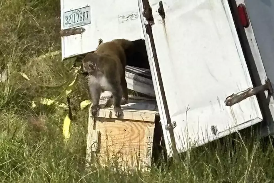 В США разыскивают заражённую лабораторную обезьяну, сбежавшую после аварии