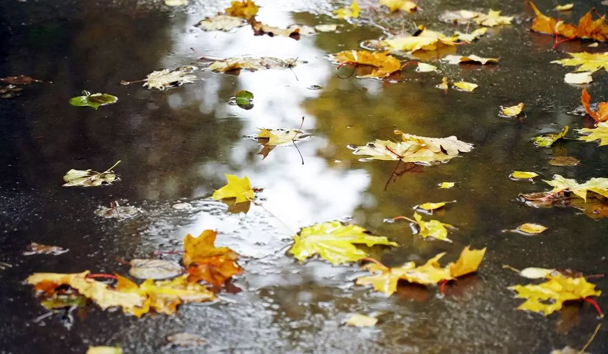Жаңбыр жауады: елімізде 2 қарашада ауа райы қандай болады