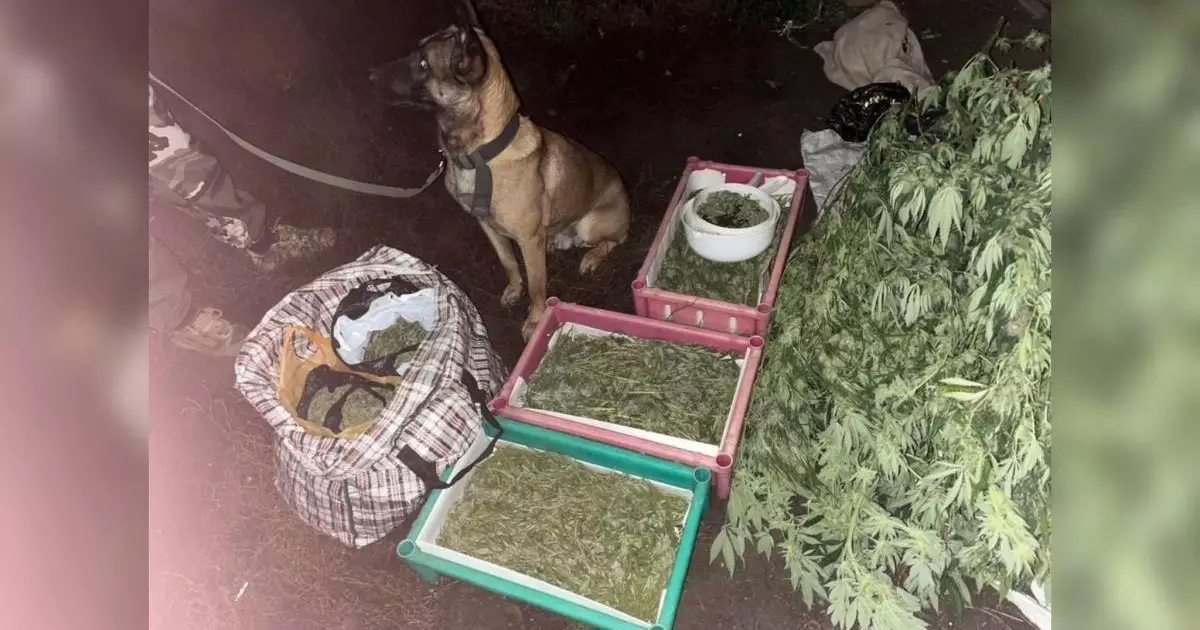  Орал қаласының тұрғынынан 12 келі есірткі тәркіленді 