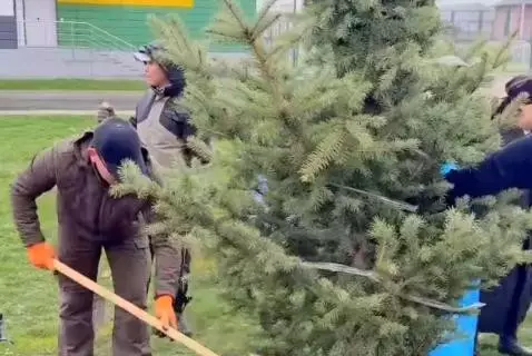 "Таза Қазақстан": 130 тополей и 60 бельгийских елей высадили близ Алматы