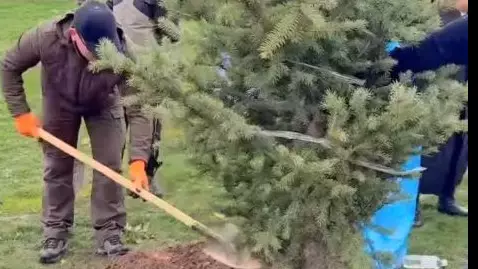 "Таза Қазақстан": Алматы облысында 130 түп терек пен 60 түп шырша отырғызылды