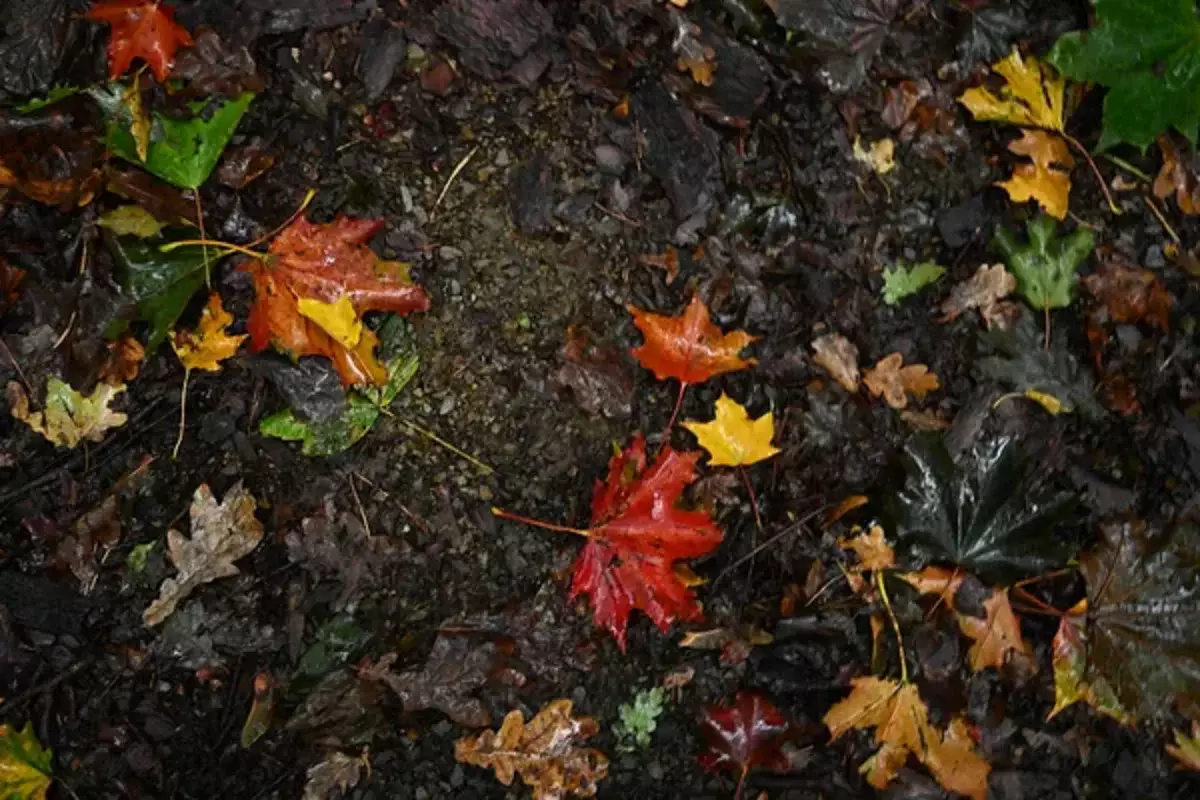Кей өңірде қар аралас жаңбыр жауады: жексенбінің ауа райы болжамы