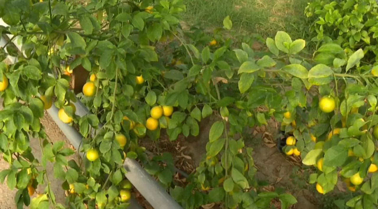 Қызылордалық ғалым үйінің ауласында тропикалық жеміс ағаштарын өсірді