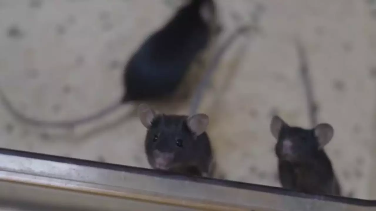 Миссия «Шэньчжоу-21»: мыши в порядке