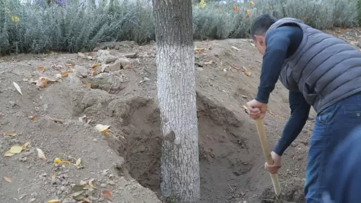 Работы на аллее Абдуллы Кадыри: власти Ташкента уверяют, что деревья не пострадают