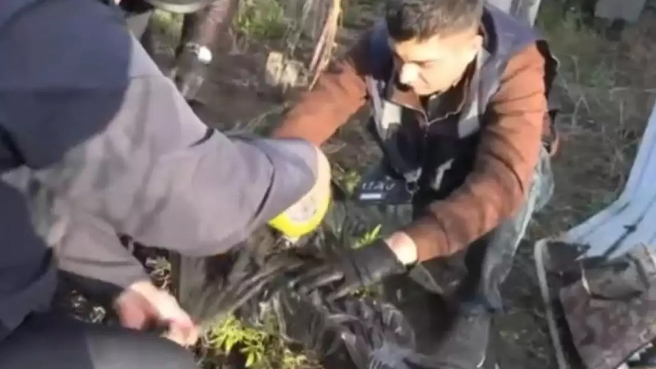 БҚО тұрғыны жасырын зертханада құрамында есірткі бар өсімдік өсірген