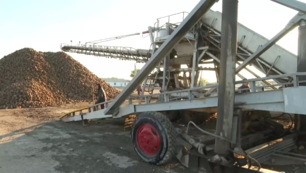 Казахстанские заводы приняли 225 тысяч тонн сахарной свёклы