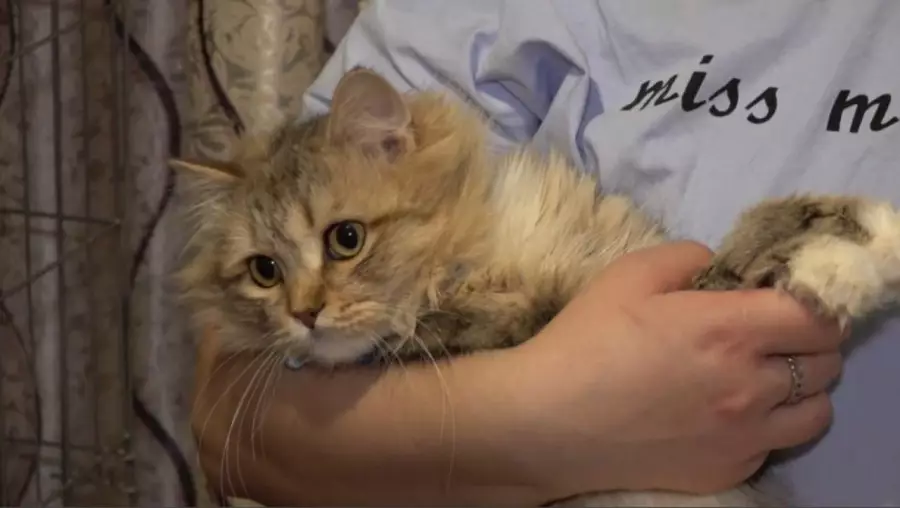 Порно түсіру кезінде соққының ауыруы