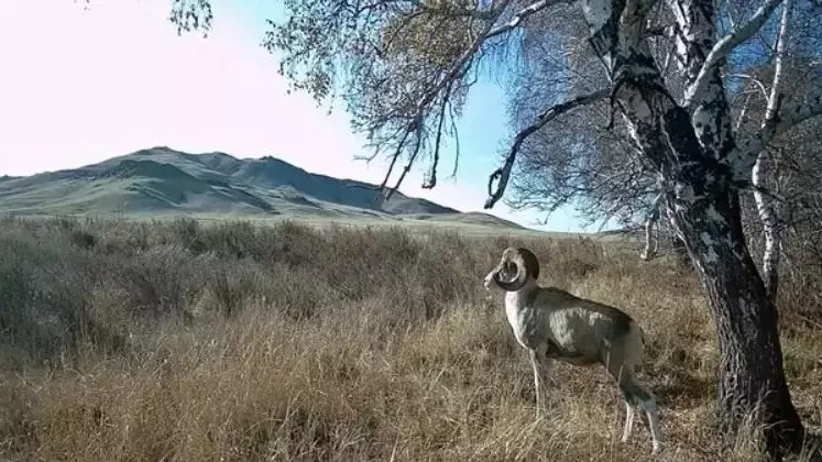 Қызыл кітапқа енген арқар фототұзаққа түсті