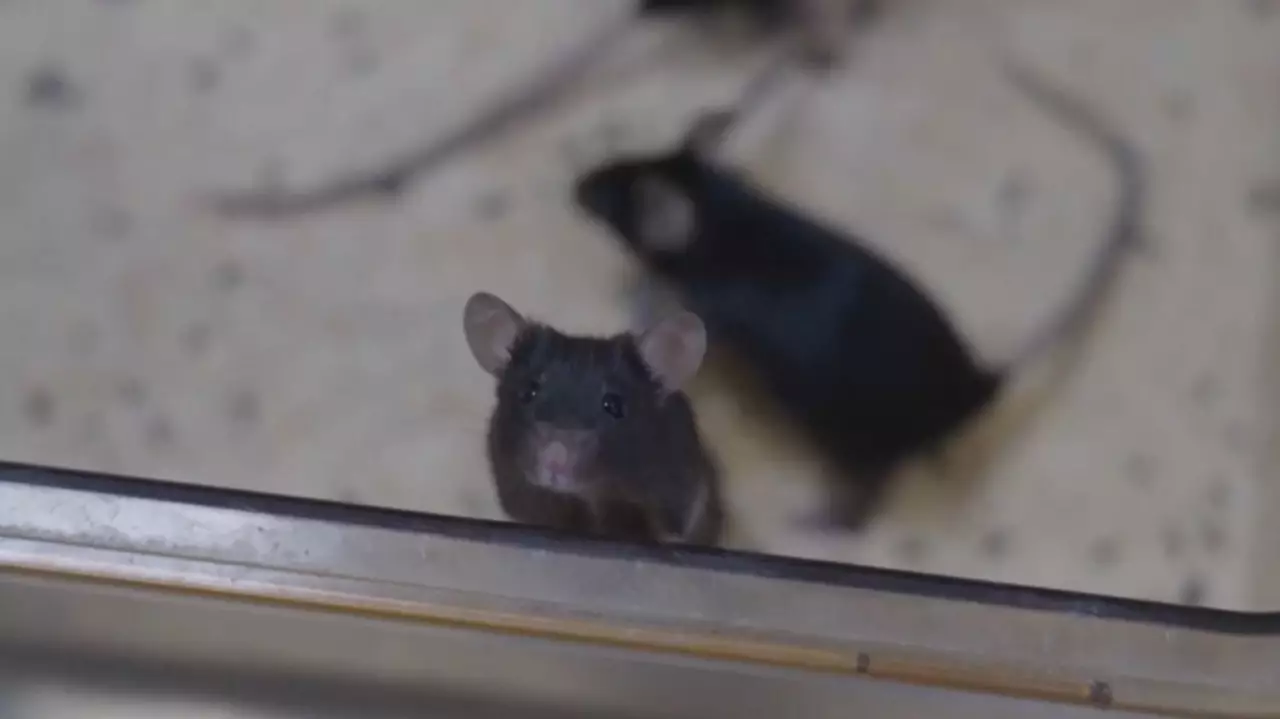 «Шэньчжоу-21» миссиясы аясында ғарышқа ұшқан тышқандар жаңа ортаға бейімделді